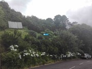 Terreno Rstico - Ribeira da Janela, Porto Moniz, Ilha da Madeira