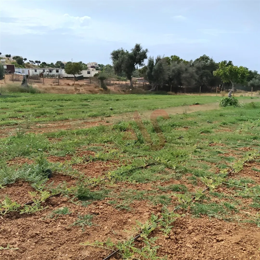 Terreno Rstico T0 - Guia-ALB, Albufeira, Faro (Algarve) - Miniatura: 3/9