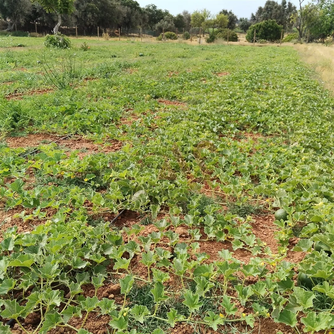 Terreno Rstico T0 - Guia-ALB, Albufeira, Faro (Algarve) - Miniatura: 4/9
