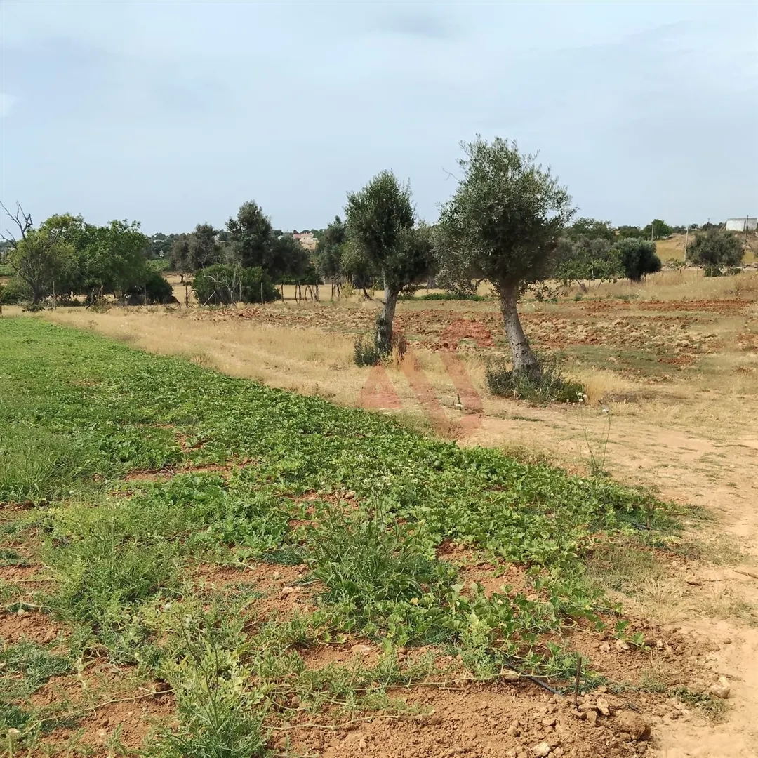 Terreno Rstico T0 - Guia-ALB, Albufeira, Faro (Algarve) - Miniatura: 5/9