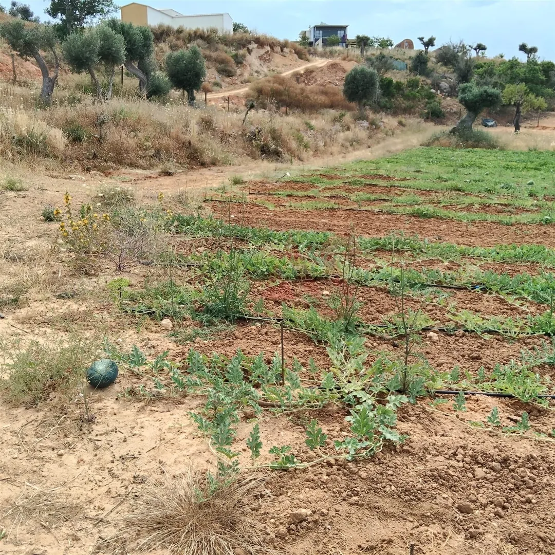 Terreno Rstico T0 - Guia-ALB, Albufeira, Faro (Algarve) - Miniatura: 6/9