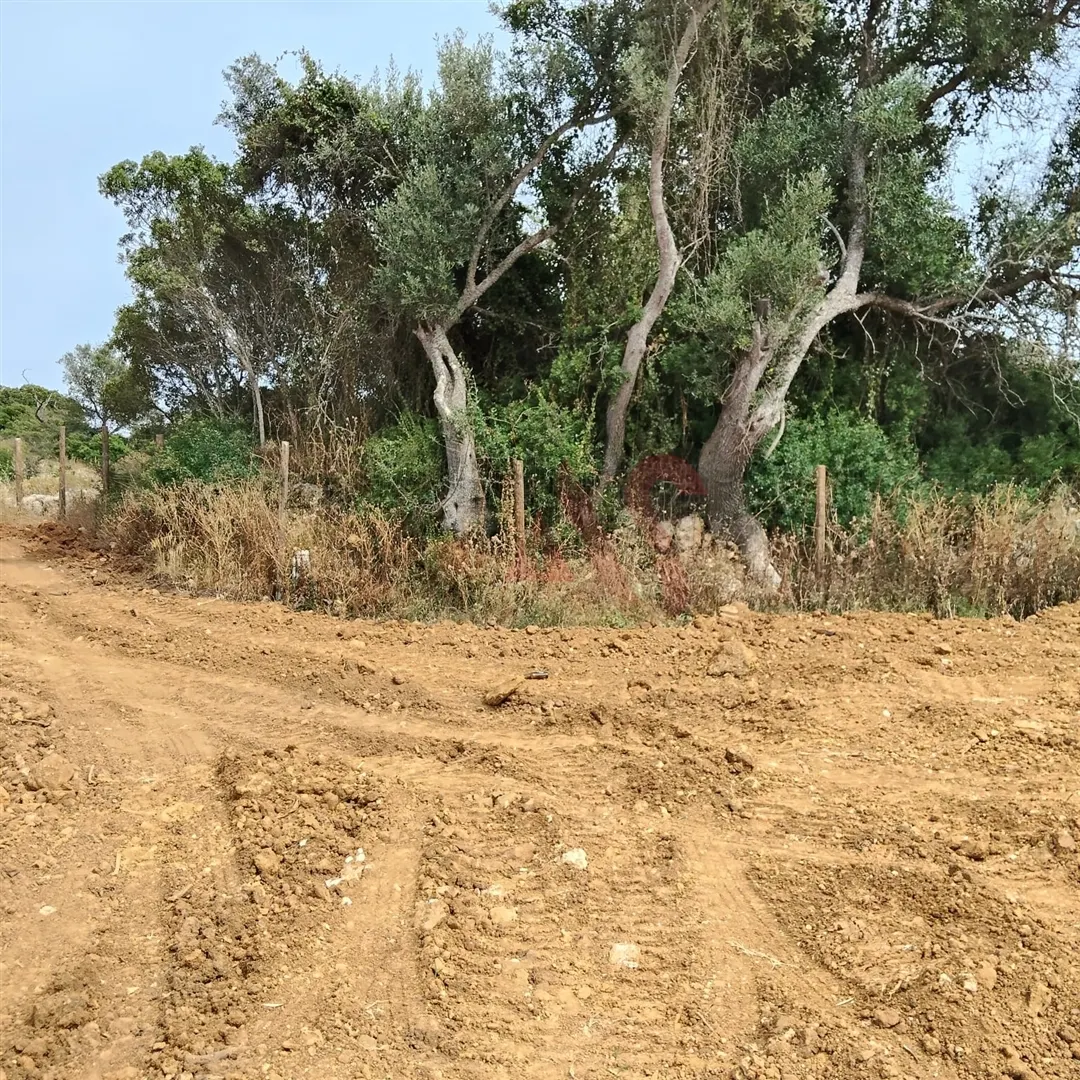 Terreno Rstico T0 - Guia-ALB, Albufeira, Faro (Algarve) - Miniatura: 8/9