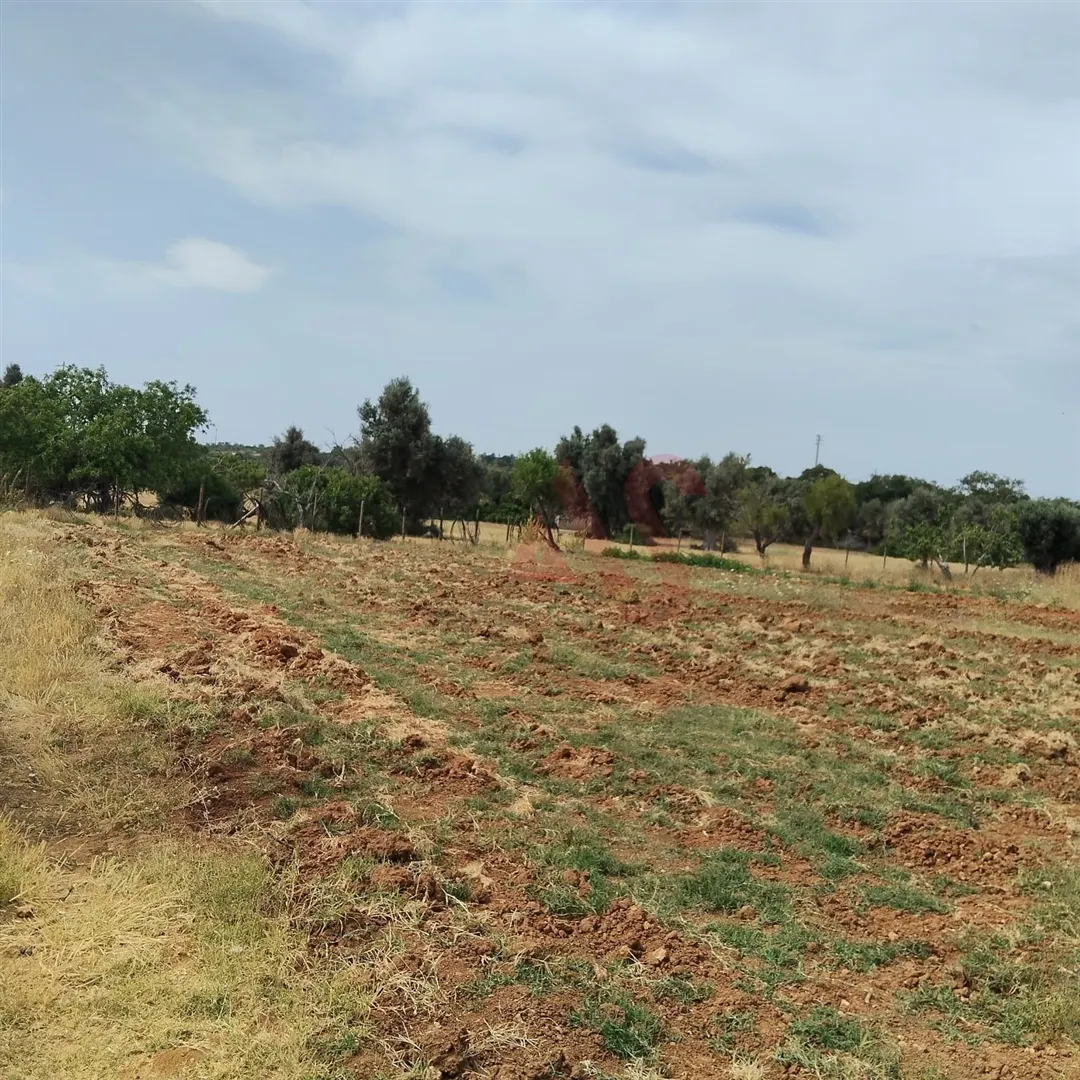 Terreno Rstico T0 - Guia-ALB, Albufeira, Faro (Algarve) - Miniatura: 9/9