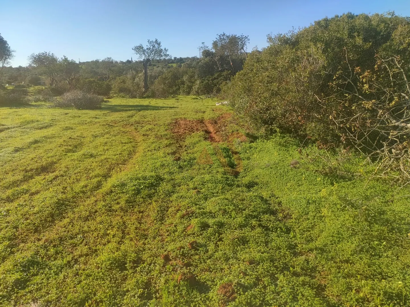 Terreno Rstico T0 - Olhos de gua, Albufeira, Faro (Algarve) - Miniatura: 5/9