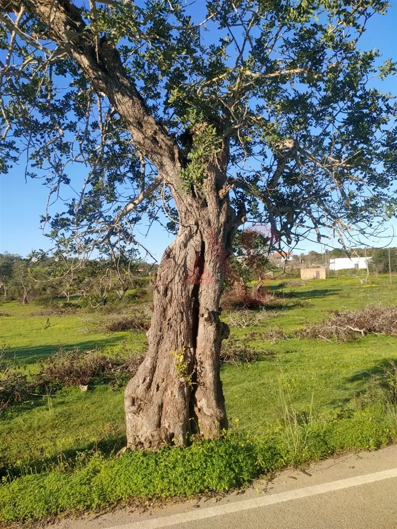Terreno Rstico T0 - Olhos de gua, Albufeira, Faro (Algarve) - Miniatura: 9/9