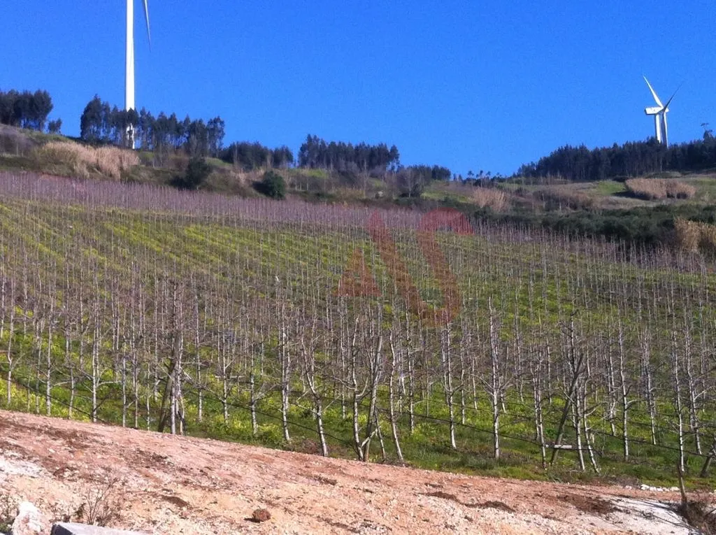 Terreno Rstico T0 - Alguber, Cadaval, Lisboa - Miniatura: 9/9