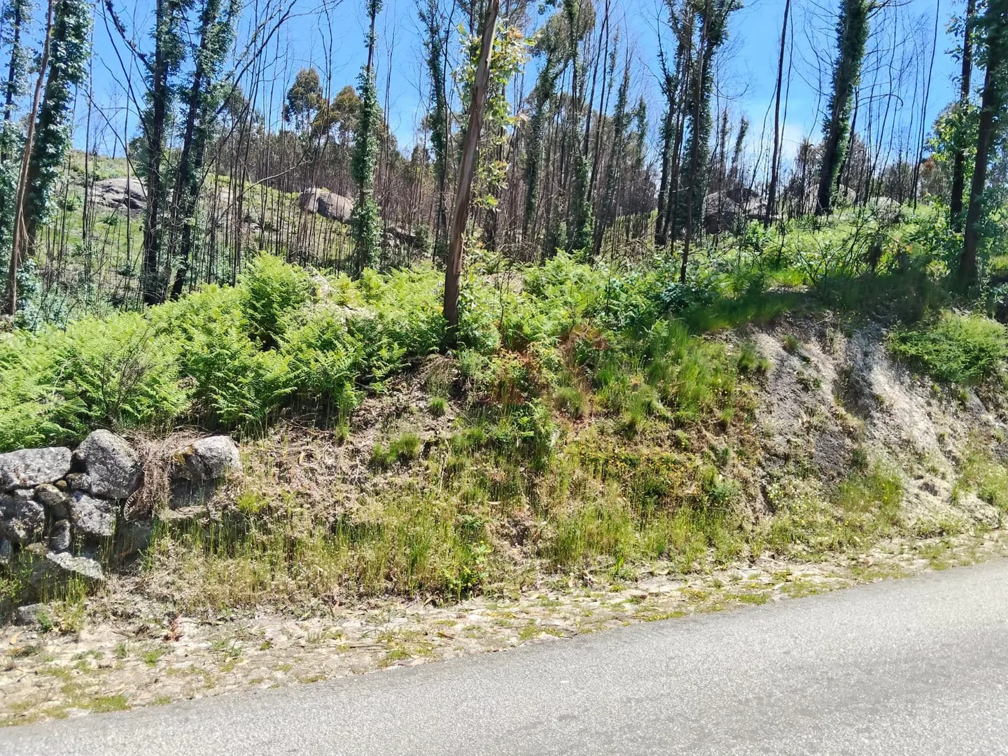 Terreno Rústico T0 - Ardegão, Fafe, Braga - Imagem grande