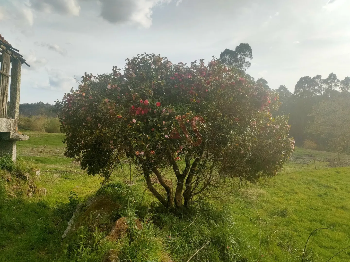 Quinta T4 - Ardego, Fafe, Braga - Miniatura: 5/9