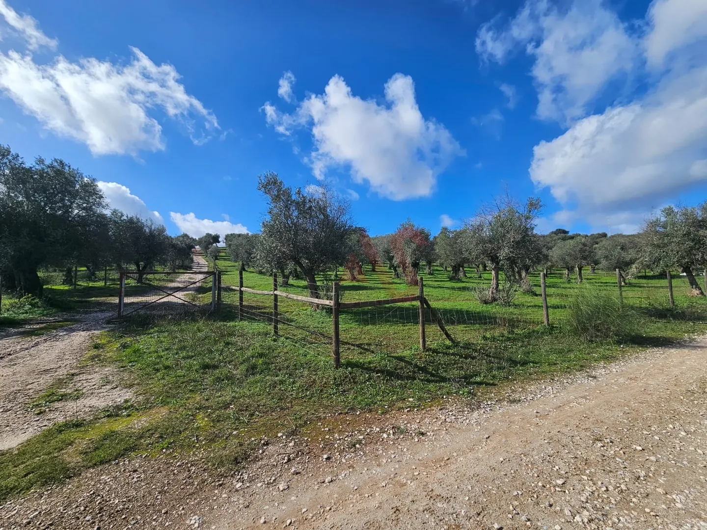 Terreno Rstico T0 - Nossa Senhora da Conceio e So Bartolomeu, Vila Viosa, vora