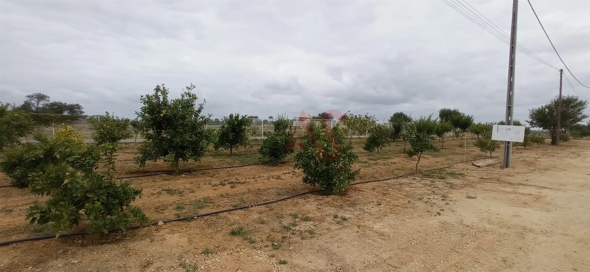 Terreno Rstico - Guia-ALB, Albufeira, Faro (Algarve) - Miniatura: 4/9