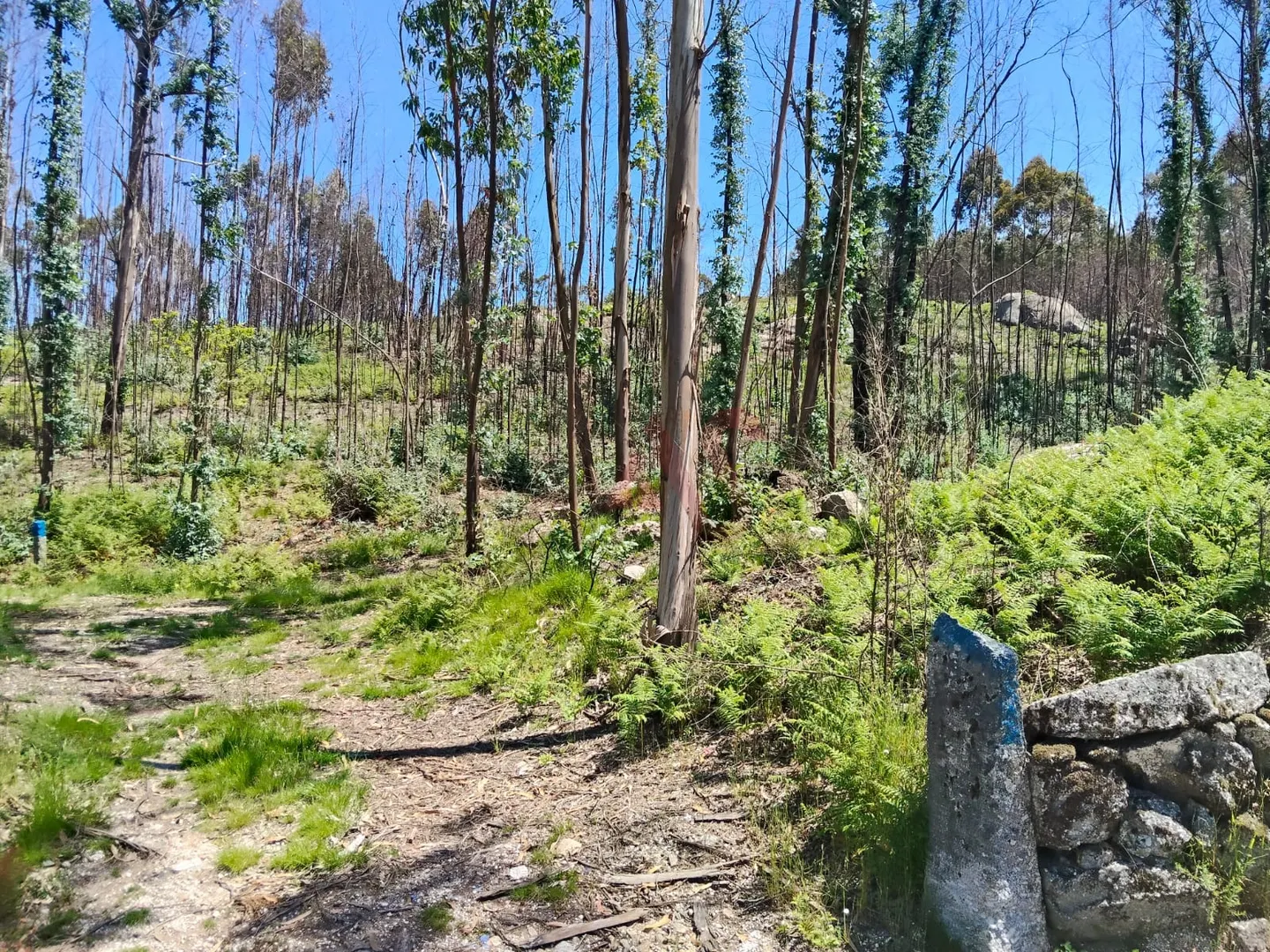 Terreno Rstico T0 - Ardego, Fafe, Braga - Miniatura: 2/9