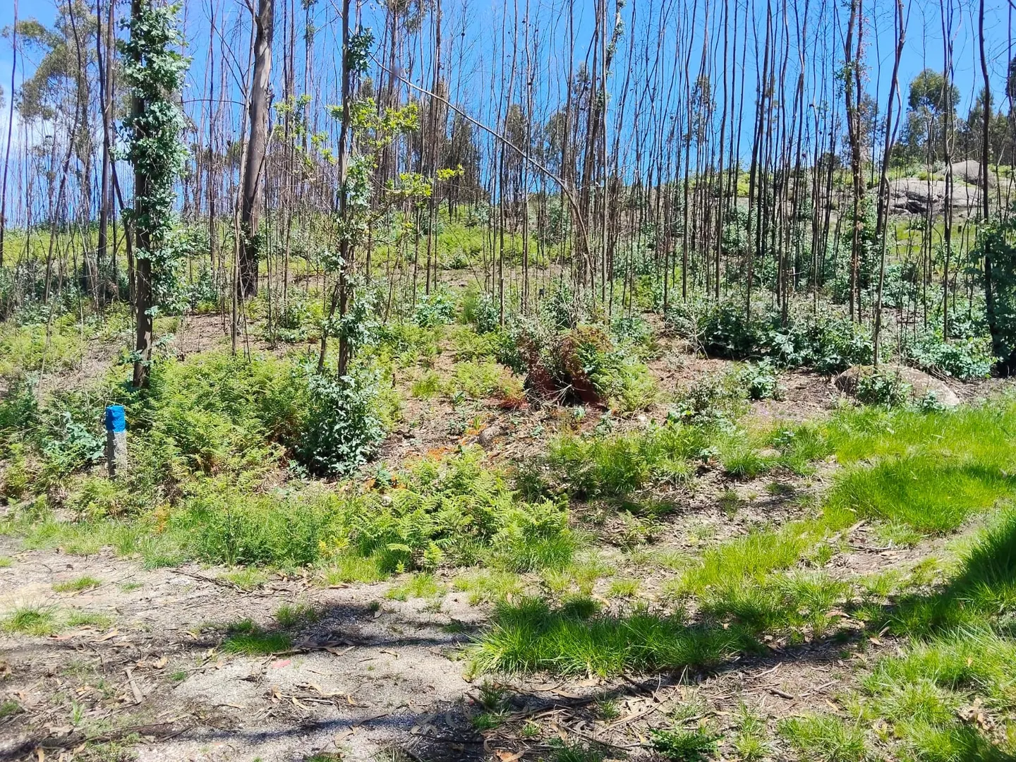Terreno Rstico T0 - Ardego, Fafe, Braga - Miniatura: 4/9