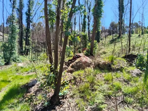 Terreno Rstico T0 - Ardego, Fafe, Braga - Miniatura: 5/9