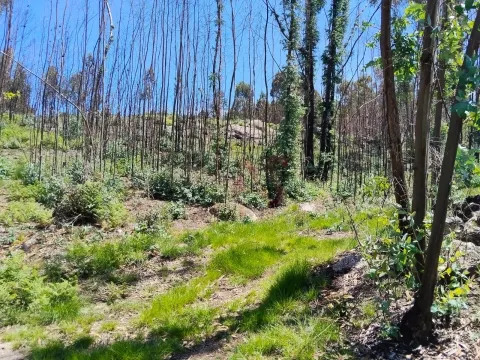 Terreno Rstico T0 - Ardego, Fafe, Braga - Miniatura: 8/9