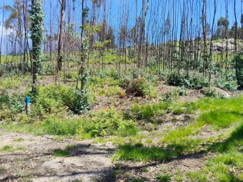 Terreno Rstico T0 - Ardego, Fafe, Braga - Miniatura: 9/9