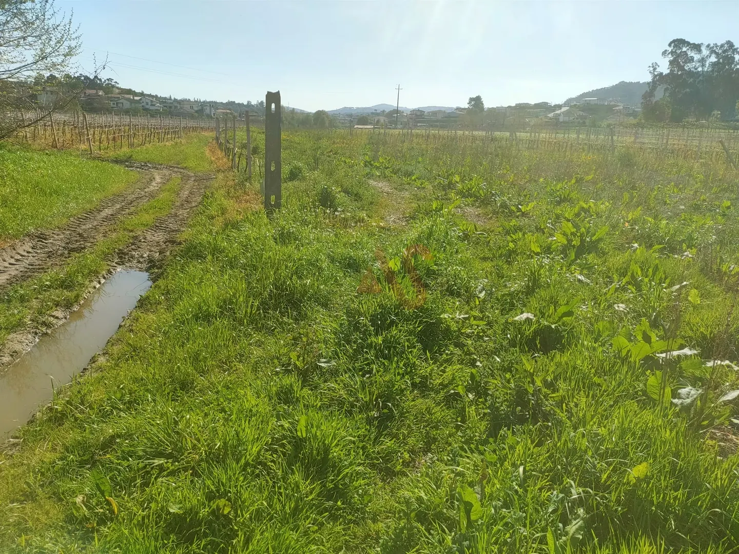 Terreno Rstico T0 - Nevogilde, Lousada, Porto - Miniatura: 6/9