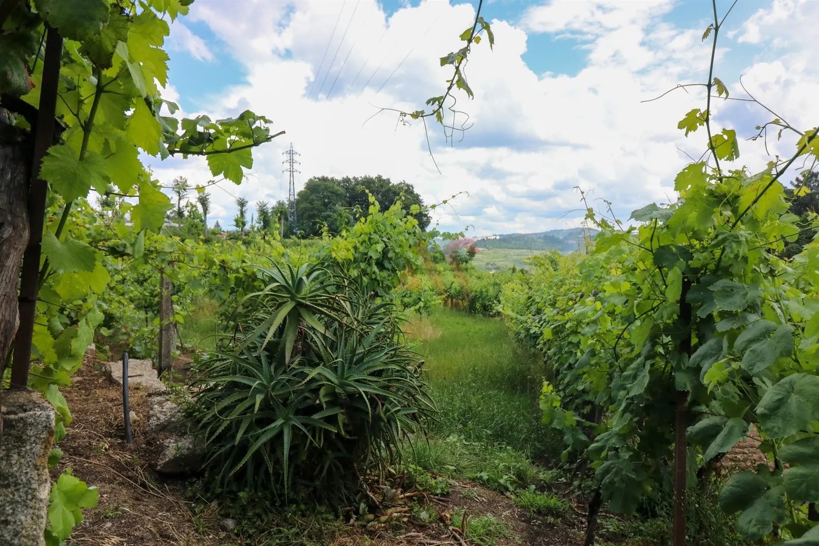 Quinta T0 - Pencelo, Guimares, Braga - Miniatura: 5/9
