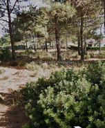 Terreno Rstico T0 - No Definido, No Definido, No Definido - Miniatura: 1/2