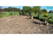 Terreno R�stico - Bunheiro, Murtosa, Aveiro - Miniatura: 1/9