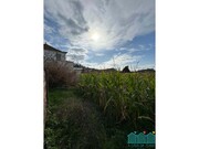 Terreno R�stico - Branca, Albergaria-a-Velha, Aveiro - Miniatura: 3/6