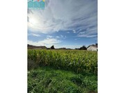 Terreno R�stico - Branca, Albergaria-a-Velha, Aveiro - Miniatura: 4/6