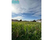 Terreno R�stico - Branca, Albergaria-a-Velha, Aveiro - Miniatura: 5/6