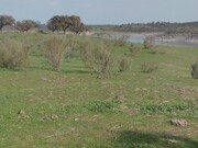 Terreno Rstico - Mouro, Mouro, vora - Miniatura: 4/9