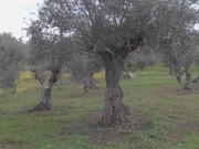 Quinta T3 - Corval, Reguengos de Monsaraz, Évora - Miniatura: 4/9