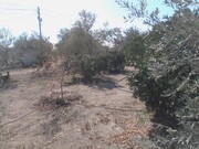 Quinta - Corval, Reguengos de Monsaraz, vora - Miniatura: 3/9