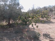 Quinta - Corval, Reguengos de Monsaraz, vora - Miniatura: 8/9