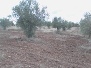 Terreno Rstico - Corval, Reguengos de Monsaraz, vora - Miniatura: 2/5
