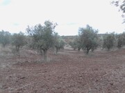 Terreno Rstico - Corval, Reguengos de Monsaraz, vora - Miniatura: 3/5