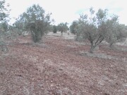 Terreno Rstico - Corval, Reguengos de Monsaraz, vora - Miniatura: 4/5
