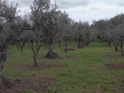Quinta T3 - Corval, Reguengos de Monsaraz, vora - Miniatura: 5/9