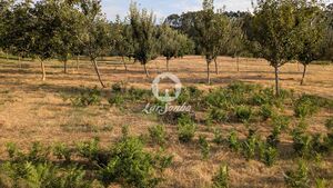 Terreno R�stico - Quinch�es, Fafe, Braga - Miniatura: 3/7