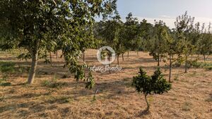 Terreno R�stico - Quinch�es, Fafe, Braga - Miniatura: 4/7