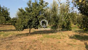 Terreno R�stico - Quinch�es, Fafe, Braga - Miniatura: 5/7