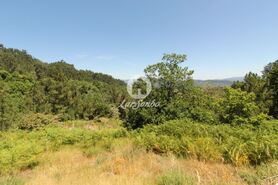 Terreno R�stico - Ca�arilhe, Celorico de Basto, Braga - Miniatura: 4/21