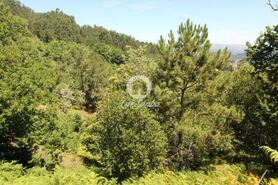 Terreno R�stico - Ca�arilhe, Celorico de Basto, Braga - Miniatura: 15/21