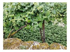 Terreno R�stico - Vilar da Veiga, Terras de Bouro, Braga - Miniatura: 15/15