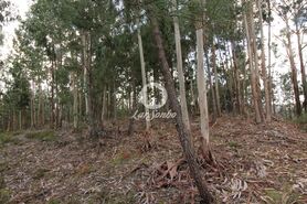 Terreno R�stico - Vale de Bouro, Celorico de Basto, Braga - Miniatura: 5/19