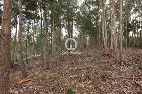 Terreno R�stico - Vale de Bouro, Celorico de Basto, Braga - Miniatura: 8/19