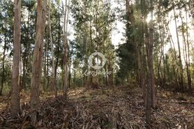 Terreno R�stico - Vale de Bouro, Celorico de Basto, Braga - Miniatura: 13/19