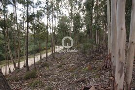 Terreno R�stico - Vale de Bouro, Celorico de Basto, Braga - Miniatura: 15/19