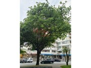Apartamento T3 - Valongo, Valongo, Porto - Miniatura: 3/9