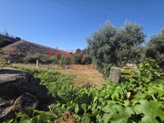 Terreno R�stico - Campo, Viseu, Viseu - Miniatura: 1/9