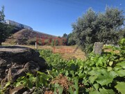 Terreno R�stico - Campo, Viseu, Viseu - Miniatura: 9/9