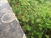 Outros - Pinheiro da Bemposta, Oliveira de Azem�is, Aveiro - Miniatura: 2/9