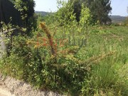 Outros - Pinheiro da Bemposta, Oliveira de Azem�is, Aveiro - Miniatura: 7/9