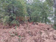 Terreno R�stico - Castro Daire, Castro Daire, Viseu - Miniatura: 6/9